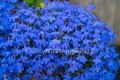 Lobelia niebieska