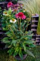Jeżówka różowa, Echinacea Sombrero Rose