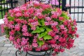 Pelargonia bluszczolistna DARK PINK