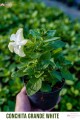 Petunia Conchita Grande White