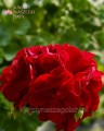 Pelargonia Calliope czerwona