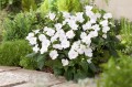 Sunpatiens Vigorous Clear White