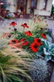 Stipa, Tenuissima Pony tails