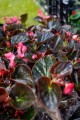 Begonia typ Dragon Megawatt różowy kwiat, brązowy liść