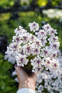 Ubiorek Wiecznie Zielony Pink Ice