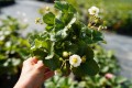 Truskawka ozdobna wisząca (Fragaria Ananassa Beltran) - biała